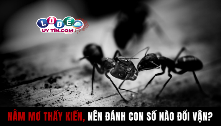Chiêm bao mơ thấy kiến lửa có ý nghĩa gì? Đánh số đề con gì? 2 Chiêm bao mơ thấy kiến lửa có ý nghĩa gì