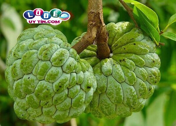 Mơ thấy quả na có điềm báo gì? Đánh con gì để trúng lớn? 2 Mơ thấy quả na có điềm báo gì