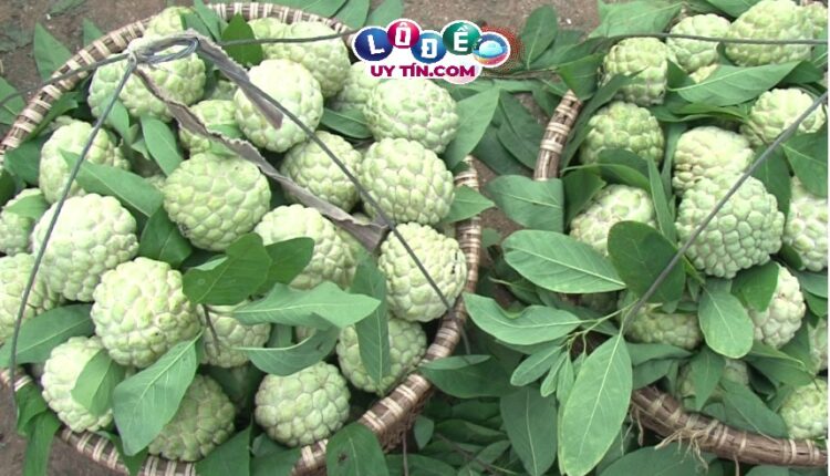 Mơ thấy quả na có điềm báo gì? Đánh con gì để trúng lớn? 3 Mơ thấy quả na có điềm báo gì đánh con số mấy