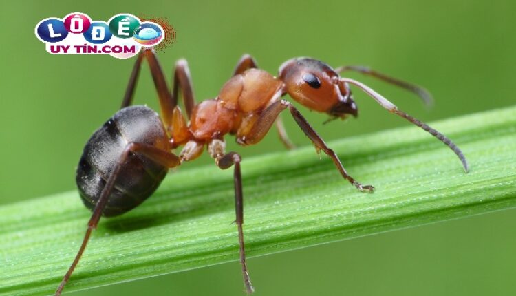 Chiêm bao mơ thấy kiến lửa có ý nghĩa gì? Đánh số đề con gì? 4 Chiêm bao mơ thấy kiến lửa có ý nghĩa gì 2