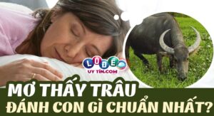 Mơ thấy trâu đánh số gì, là điềm lành hay dữ?