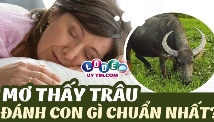 Mơ thấy trâu đánh số gì, là điềm lành hay dữ? 2 Mơ thấy trâu đánh số gì, là điềm lành hay dữ