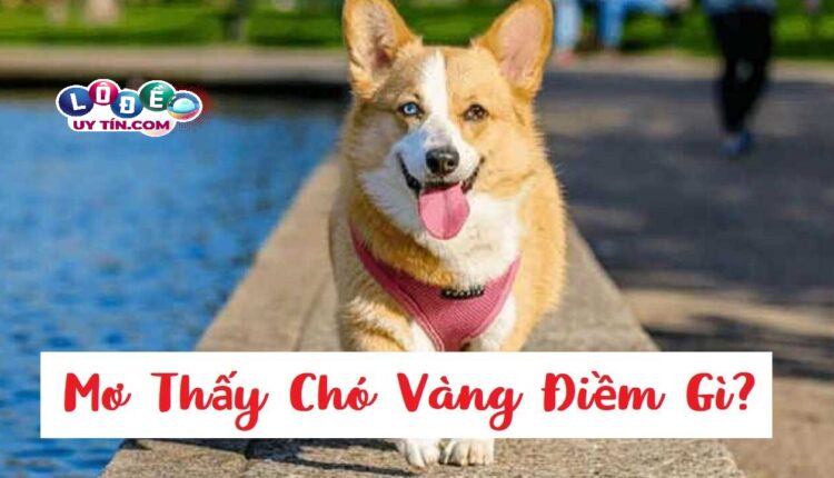 Mơ thấy chó vàng đánh con gì, điềm dữ hay lành? 2 Mơ thấy chó vàng đánh con gì - điềm báo và ý nghĩa giấc mơ