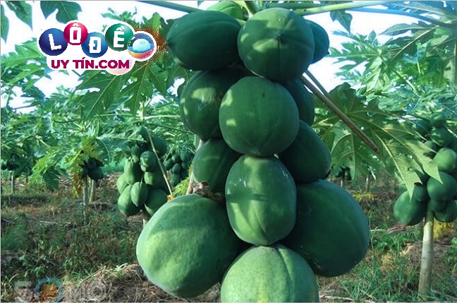 Điềm báo mơ thấy quả đu đủ có ý nghĩa gì? Đánh số gì chuẩn? 3 Điềm báo mơ thấy quả đu đủ có ý nghĩa gì 1