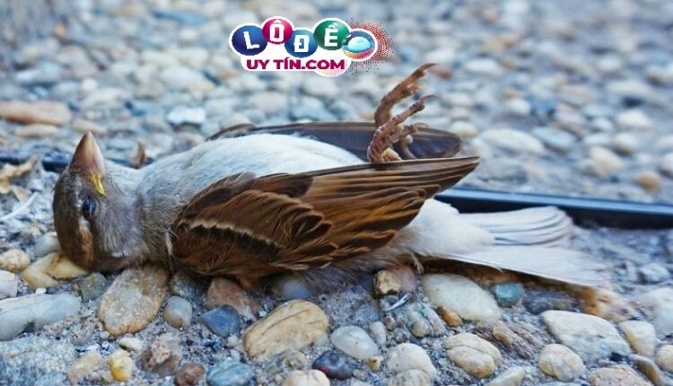 Mơ thấy chim chào mào là điềm báo gì? Nên đánh đề con gì? 3 Mơ thấy chim chào mào là điềm báo gì? Nên đánh đề con gì 1