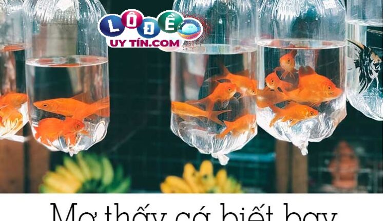 Nằm mơ thấy cá biết bay là tốt hay xấu, con số nào cho bạn? 3 Nằm mơ thấy cá biết bay là tốt hay xấu, con số nào cho bạn?