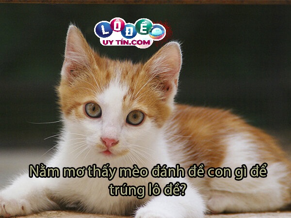 Nằm mơ thấy mèo vàng điềm gì, đánh số nào trúng lớn?