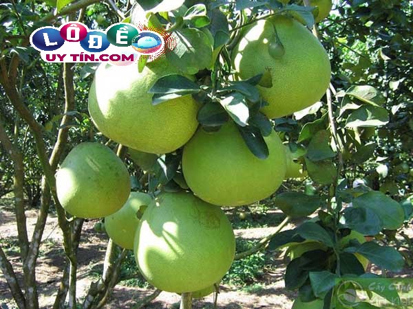 Giải mã giấc mơ thấy quả bưởi có ý nghĩa gì? Đánh số gì? 3 Giải mã giấc mơ thấy quả bưởi có ý nghĩa gì 1