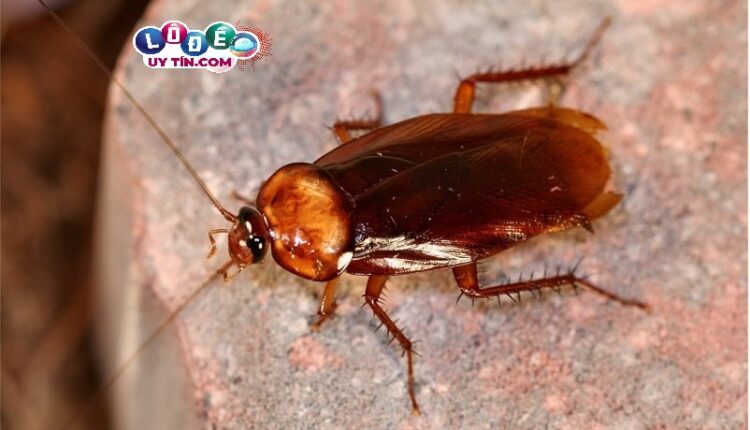 Mơ thấy con gián đánh con gì, có ý nghĩa gì? 2 Mơ thấy con gián đánh con gì và các con số may mắn trong sổ mơ