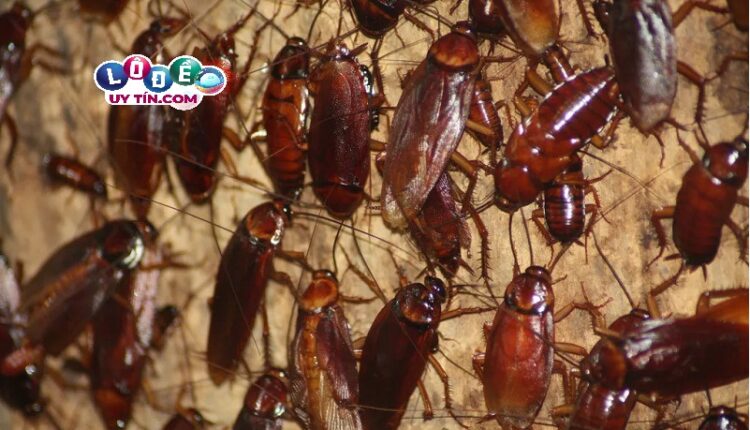 Mơ thấy con gián đánh con gì, có ý nghĩa gì? 3 Mơ thấy đàn gián đánh con gì và ý nghĩa trong giải mã giấc mơ