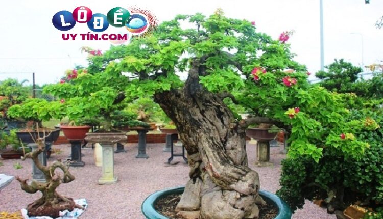 Giải mã nằm mơ thấy cây cảnh là điềm báo gì? Đánh số nào? 4 Giải mã nằm mơ thấy cây cảnh là điềm báo gì 3