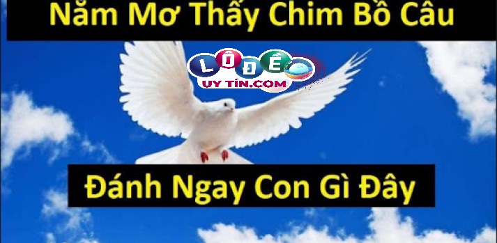 Mơ thấy chim bồ câu là điềm báo tốt hay xấu, nên đánh đề gì? 2 Mơ thấy chim bồ câu là điềm báo tốt hay xấu, nên đánh đề gì