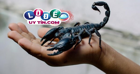 Nằm mơ thấy bò cạp có ý nghĩa gì? Đánh số gì rực rỡ 1