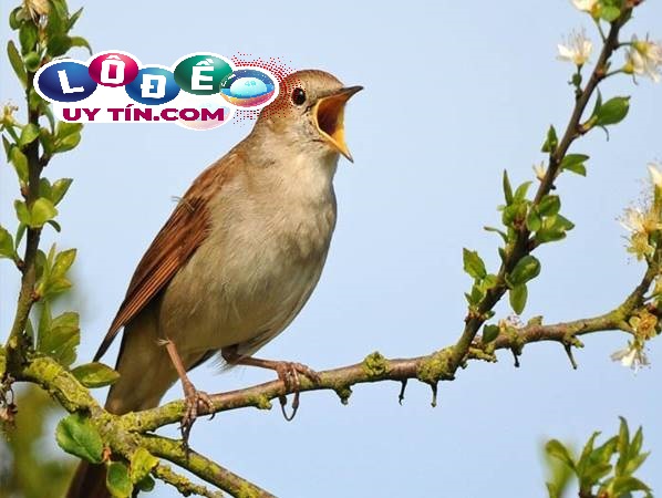 Giải mã mơ thấy chim là điềm gì, đánh số mấy? 2 Giải mã mơ thấy chim là điềm gì, đánh số mấy