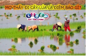 Giải mã giấc mơ thấy đi cấy lúa có phải là điềm tốt hay xấu?