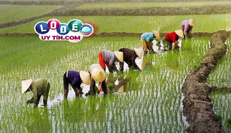 Giải mã giấc mơ thấy đi cấy lúa có phải là điềm tốt hay xấu? 3 Giải mã giấc mơ thấy đi cấy lúa có phải là điềm tốt hay xấu 1