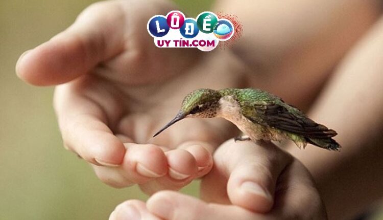 Nằm mơ thấy bắt được chim là điềm gì, đánh con gì? 2 mơ thấy bắt chim