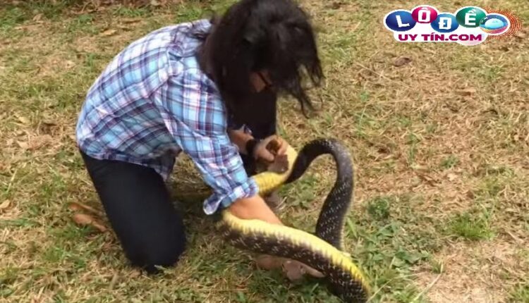 Nằm mơ bắt rắn là điềm gì, đánh con gì may mắn? 2 Nằm mơ bắt rắn là điềm gì, đánh con gì may mắn