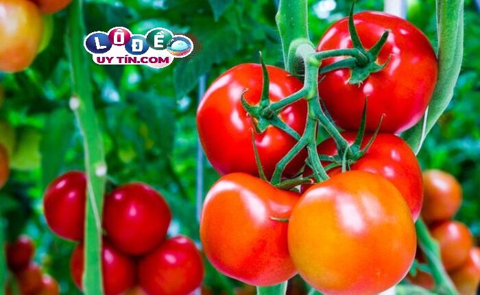 Mơ thấy quả cà chua là điềm báo gì? Lý giải hiện tượng bí ẩn 2 Giải mã mơ thấy quả cà chua là điềm báo gì trong sổ mơ