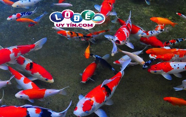 Điểm báo nằm mơ thấy cá koi là gì, đánh con gì? 3 Điểm báo nằm mơ thấy cá koi là gì, đánh con gì - một đàn cá Koi bơi dưới nước