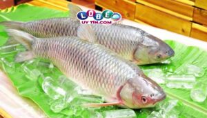 Mơ thấy cá chết có ý nghĩa gì? Mơ thấy cá chết đánh số gì?
