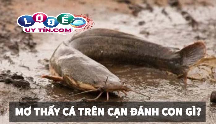 Mơ thấy cá chết có ý nghĩa gì khi thấy nhiều con cá chết
