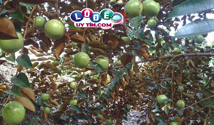 Giải mã nằm mơ thấy cây vú sữa điềm gì, đánh con gì? 3 Giải mã nằm mơ thấy cây vú sữa điềm gì, đánh con gì 1