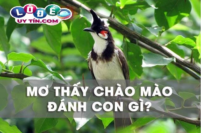 Mơ thấy chim chào mào là điềm báo gì? Nên đánh đề con gì? 2 Mơ thấy chim chào mào là điềm báo gì? Nên đánh đề con gì