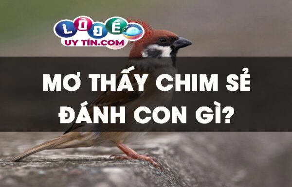 Mơ thấy chim sẻ đánh con gì? Ý nghĩa giấc mơ thấy chim sẻ