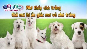 Nằm mơ thấy chó trắng tốt hay xấu, nên đánh con gì?