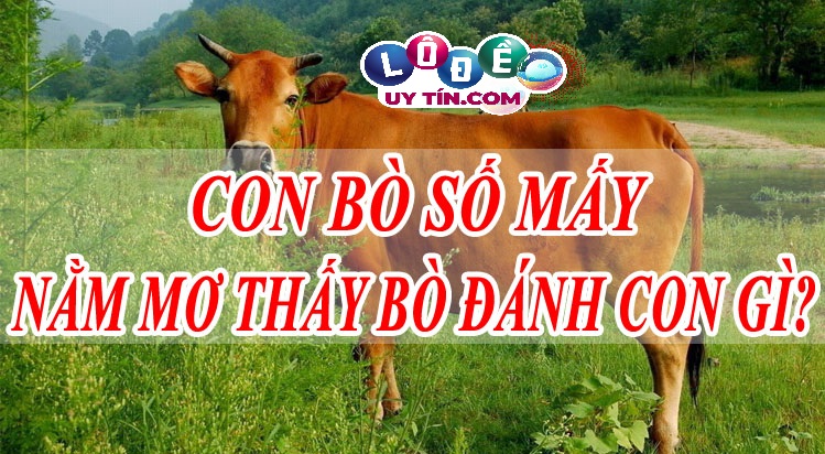 Giải mã giấc mơ thấy bò đánh con gì? Điềm báo lành hay dữ?