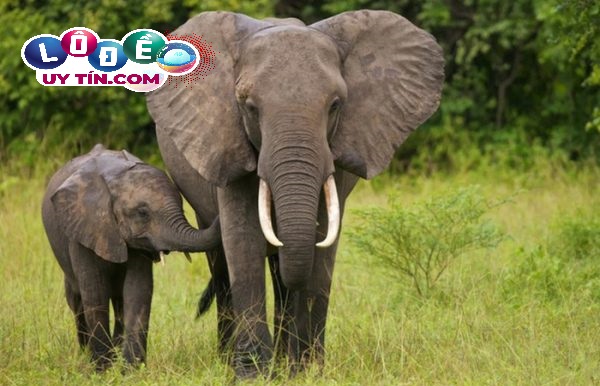 Ngủ mơ thấy voi là điềm báo gì? Chiêm bao về loài vật to lớn 2