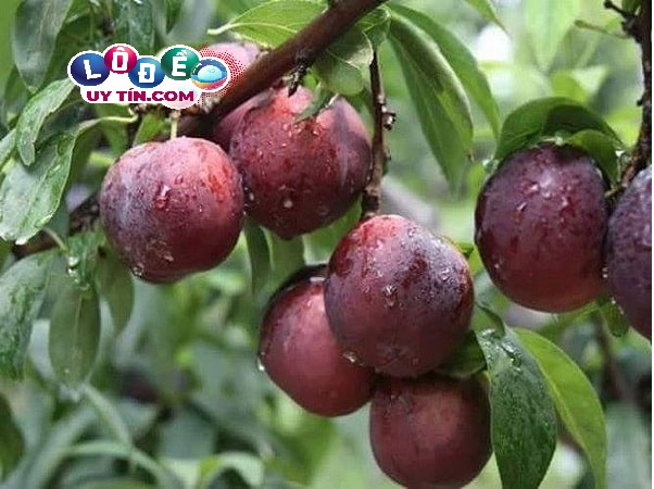 Chiêm bao mơ thấy quả mận đánh con gì? Giải mã điềm báo 3 Chiêm bao mơ thấy quả mận đánh con gì? Giải mã điềm báo 1