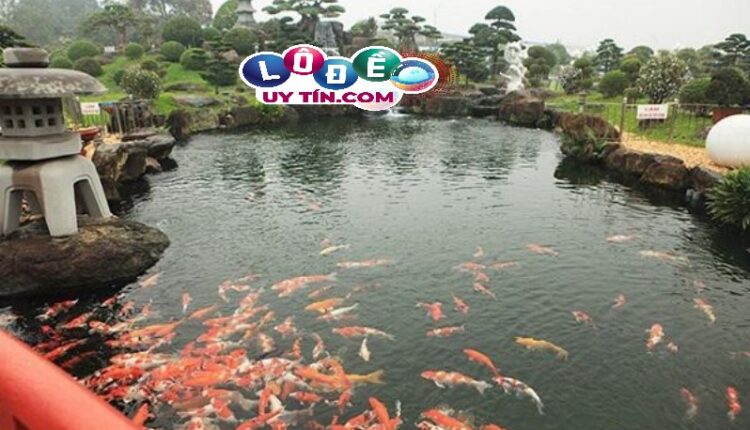 Mơ thấy cá chết có ý nghĩa gì khi thấy ao cá hoặc hồ cá