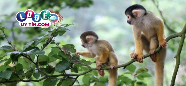 Nằm mơ thấy khỉ có ý nghĩa gì, đánh số mấy dễ trúng 1