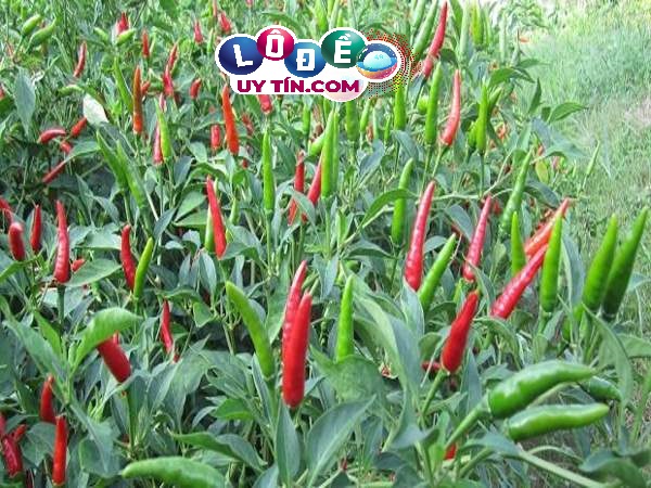 Giải mã nằm mơ thấy quả ớt đánh con gì, là điềm gì 3 Giải mã nằm mơ thấy quả ớt đánh con gì, là điềm gì 1