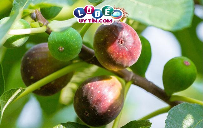 Mơ thấy quả sung là điềm báo gì, đánh số gì chuẩn? 3 Mơ thấy quả sung là điềm báo gì, đánh số gì chuẩn 1