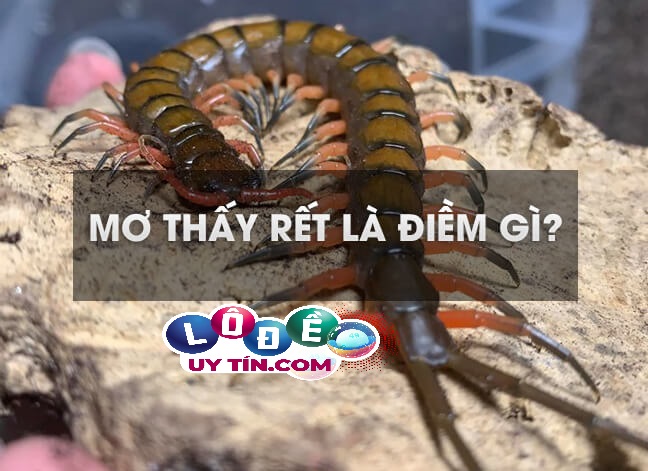 Giải mã giấc mơ thấy rết đánh con gì? Chốt số gì chuẩn xác?