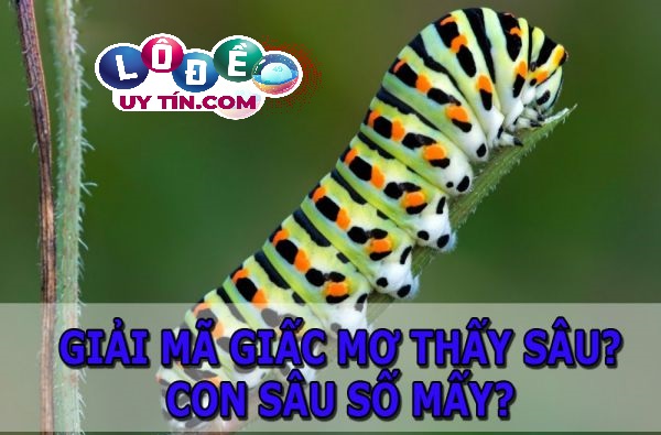 Phân tích giấc mơ thấy sâu đánh số gì? Giải mã ý nghĩa này