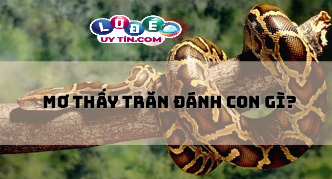 Mơ thấy con trăn đánh số gì? Điềm báo mơ thấy trăn