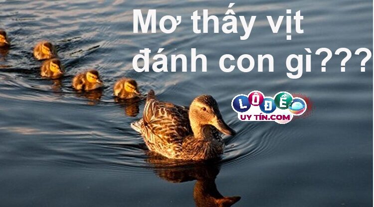Mơ thấy vịt đánh con gì, số nào dễ trúng nhất? 2 Mơ thấy vịt đánh con gì, số nào dễ trúng nhất
