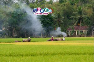 Nằm mơ về quê đánh con gì, là điềm báo gì?