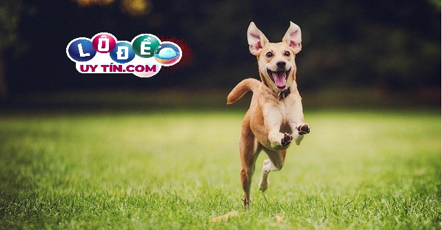 Nằm mơ thấy chó đuổi có phải điềm xấu không, đánh số nào? 2 Nằm mơ thấy chó đuổi có phải điềm xấu không