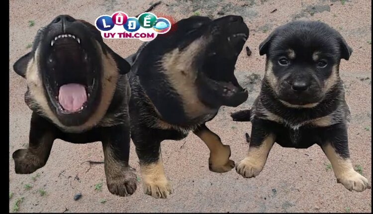 Mơ thấy chó đen, chó mực là điềm gì? Nên đánh số lô, đề nào 3 Mơ thấy chó đen, chó mực là điềm gì 2