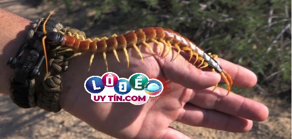 Nằm mơ thấy rết cắn là điềm gì? Đánh con số nào?