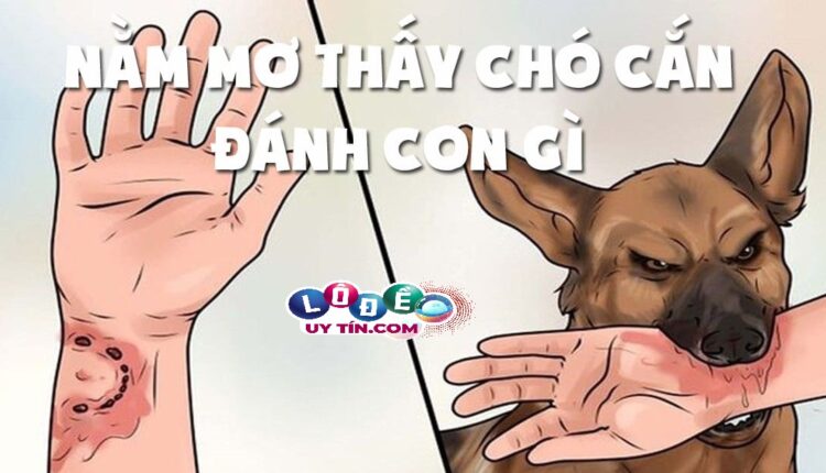 Mơ thấy chó cắn là điềm gì, đánh con gì dễ trúng nhất? 2 Mơ thấy chó cắn là điềm gì, đánh con gì dễ trúng nhất