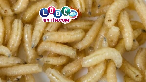 Nằm mơ thấy dòi có ý nghĩa gì? Điềm báo về con số chính xác 1