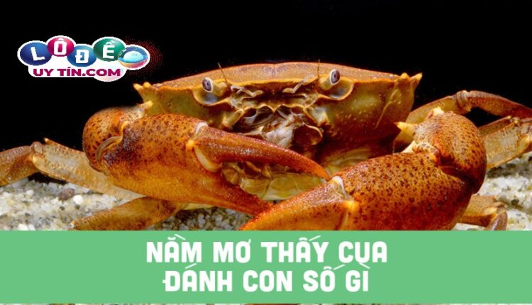 Nằm mơ thấy cua đánh con gì? Ý nghĩa chiêm bao thấy con cua 2 Nằm mơ thấy cua đánh con gì? Ý nghĩa chiêm bao thấy con cua 1