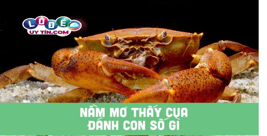 Nằm mơ thấy cua đánh con gì? Ý nghĩa chiêm bao thấy con cua 1 Nằm mơ thấy cua đánh con gì? Ý nghĩa chiêm bao thấy con cua