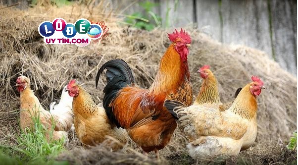 Mơ thấy gà rừng đánh con gì? Giải mã giấc chiêm bao 3 Mơ thấy gà rừng đánh con gì - Bật mí những cặp số may mắn theo sổ mơ